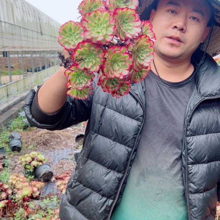 小颗红铜露养处理多肉法师