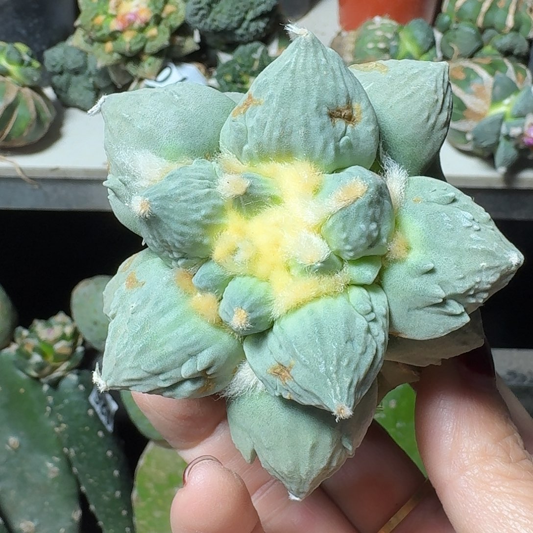 无花朵怒涛牡丹663
