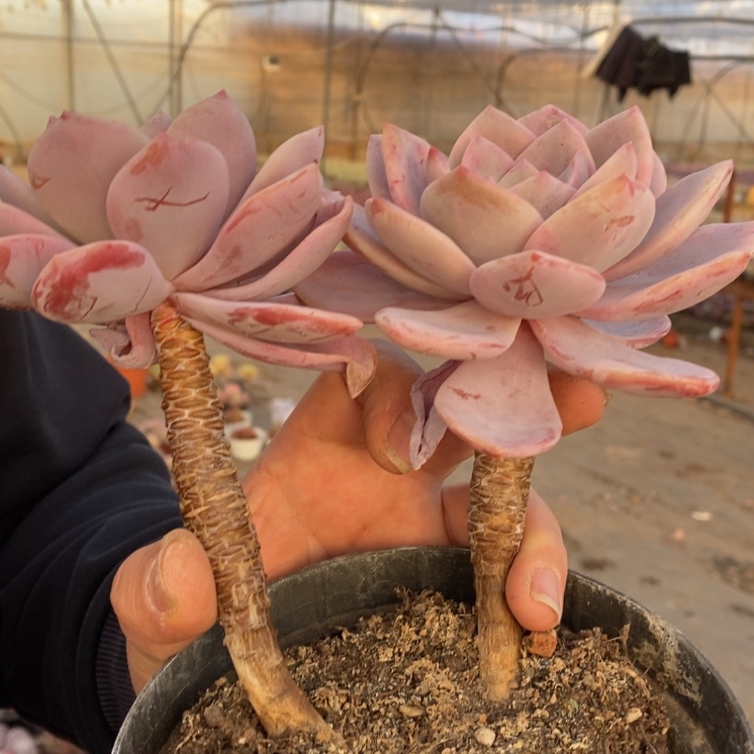 红茶双头老桩，120杯