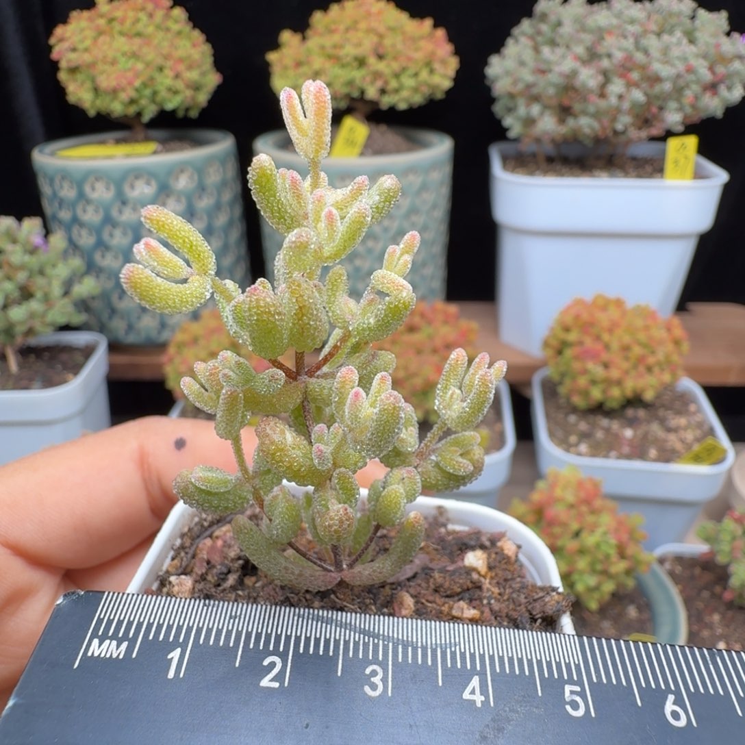 a10号冰米锦小苗