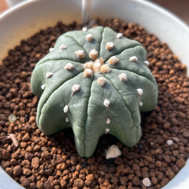 园艺仙人球/兜/实生海星体指纹琉璃兜6cm/s703