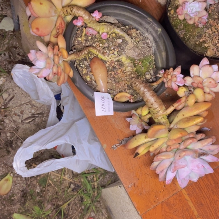 雨***！多肉一物一拍7427