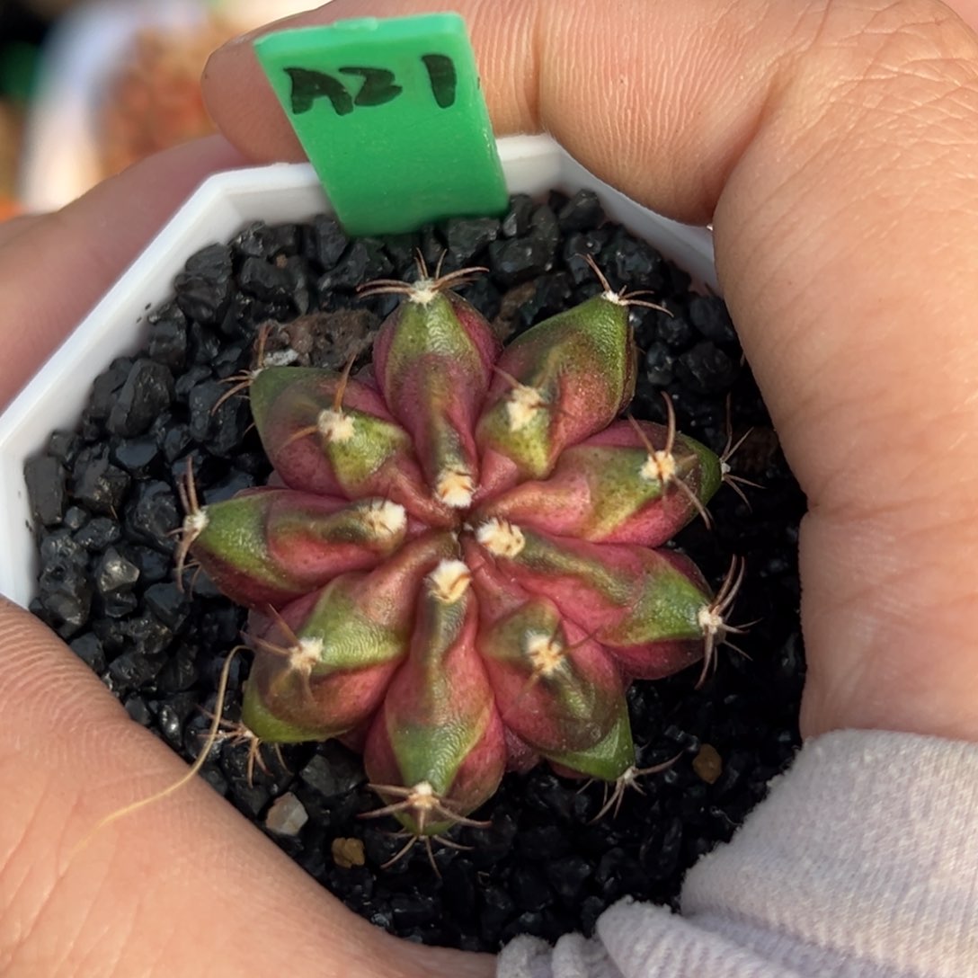 泰系实生海神A21