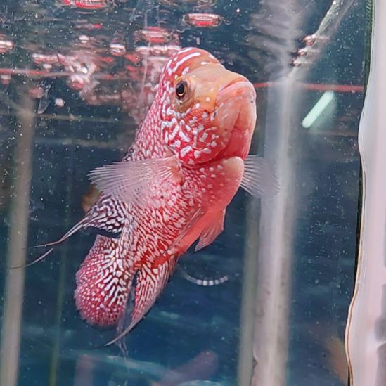 海水鱼11111111111111