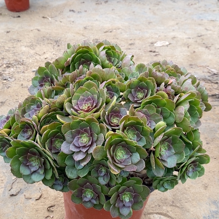 万圣节多肉植物15 