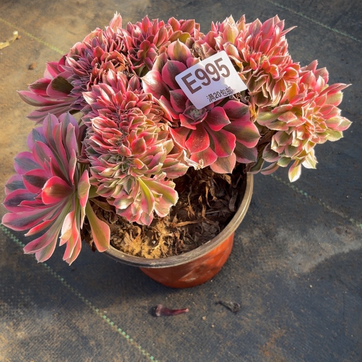 瑞妈，。。。。。995女巫缀