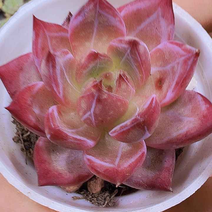 象牙橙2盆19包邮多肉