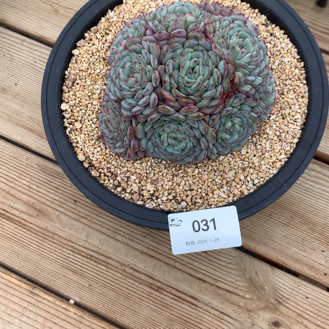 白胖群无砍无摘2222