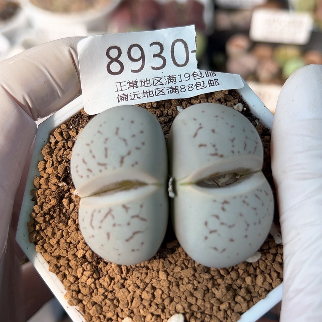 好养易活生石花大母本8930