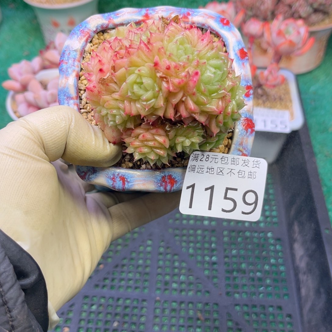 大1159（j d h zh ch n