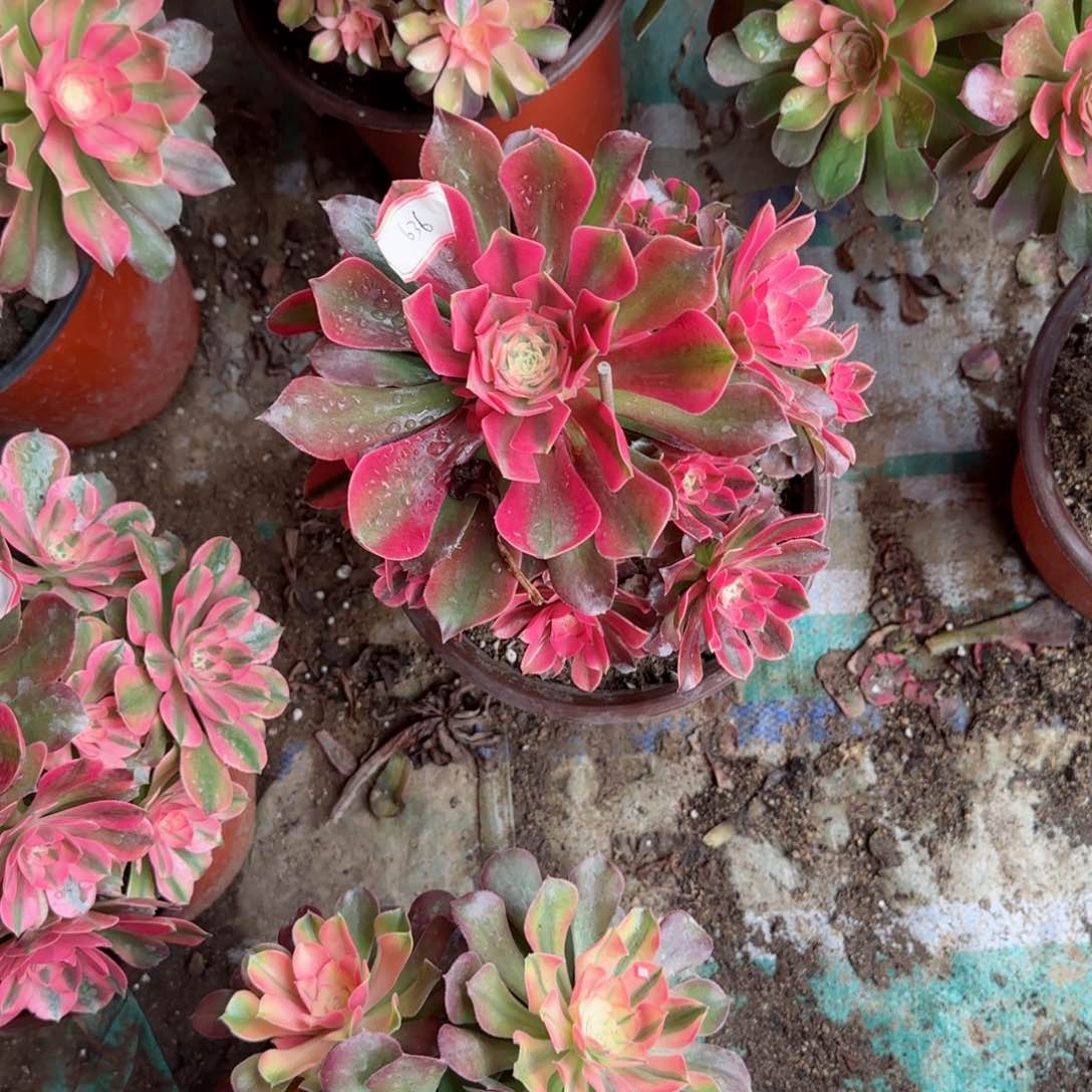 红秀法师多肉636