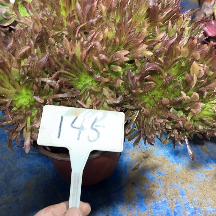 多肉植物红珊瑚缀花