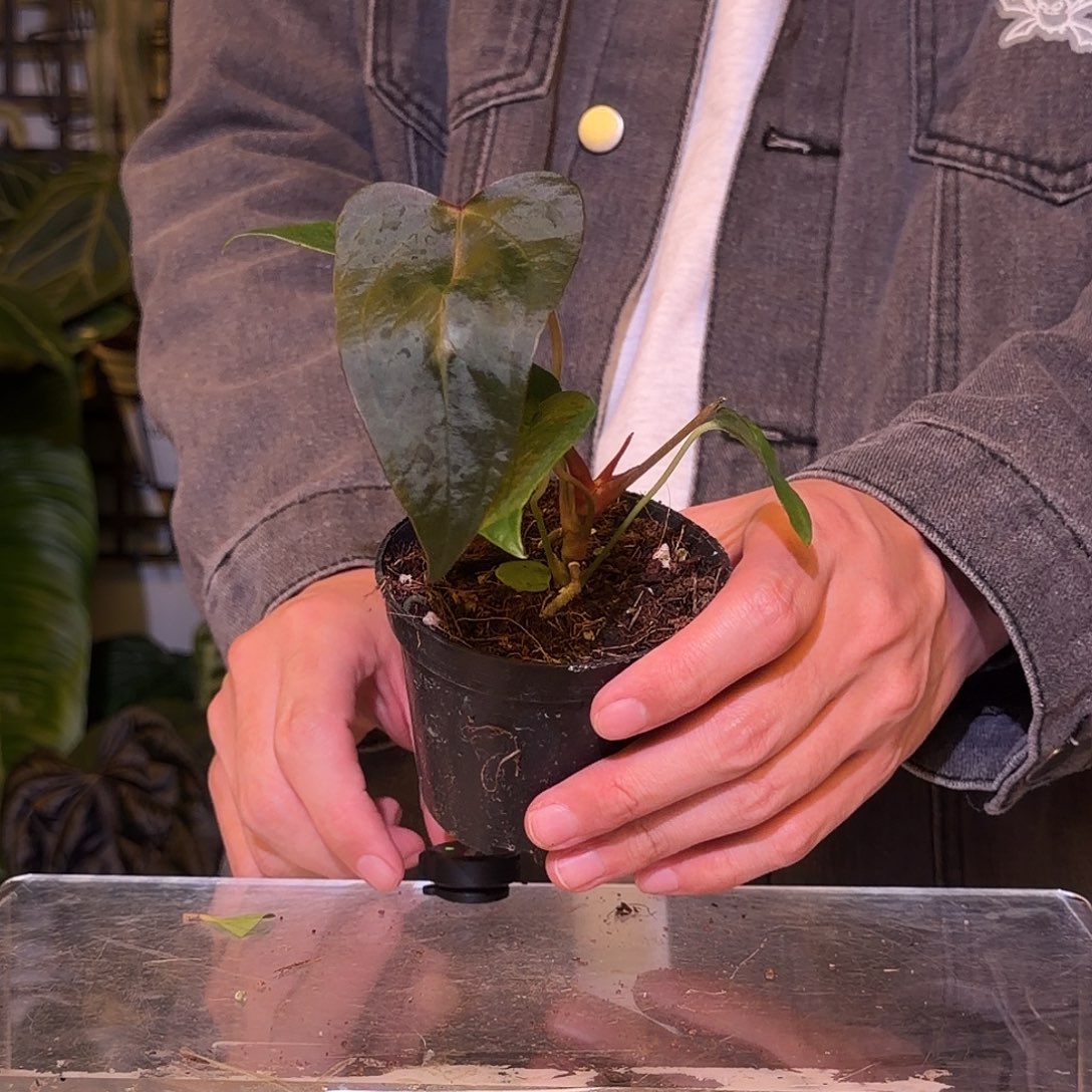 完全开放F690 西尼亚杂小羊皮