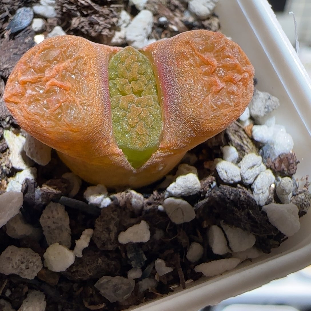 肉锥多肉植物百科-超级蛋糕1188