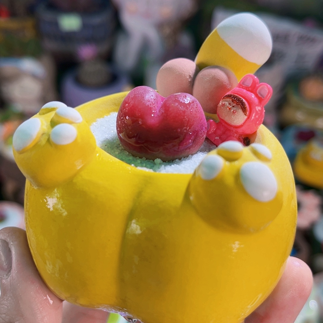 07毛汉尼2.4cm连盆带土包邮