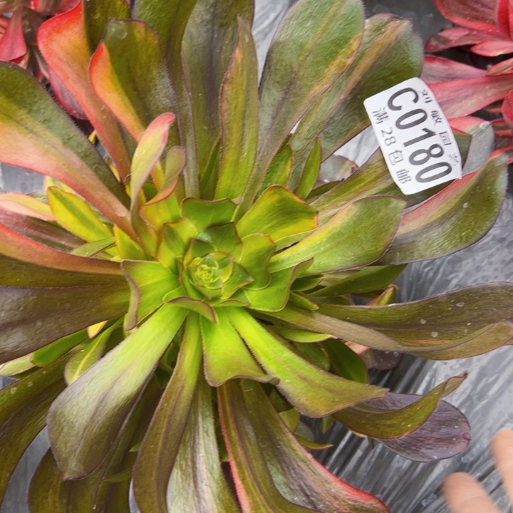 0180无毒7彩多肉植物法师