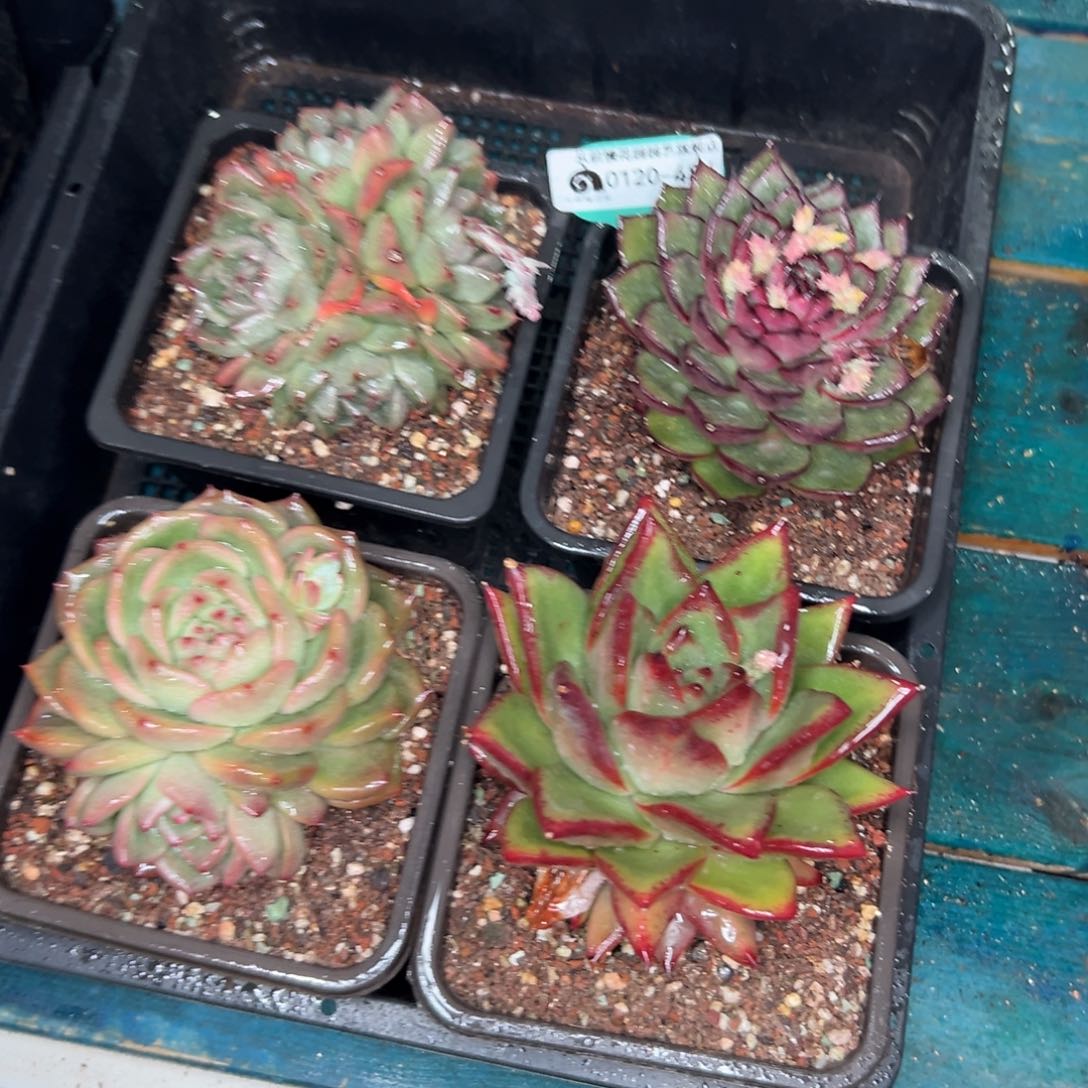 多肉一物一拍0120-484