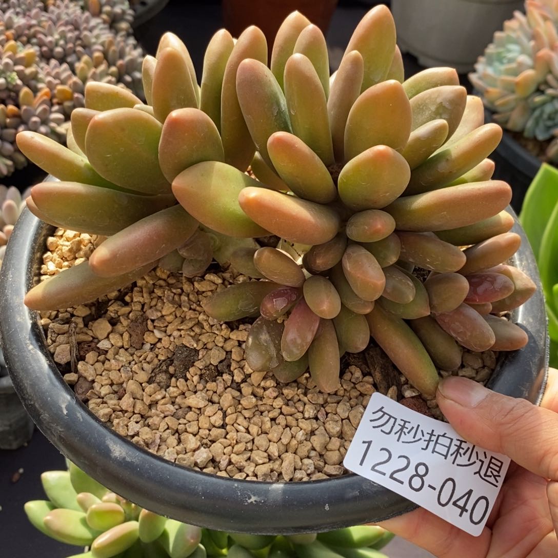 两单包邮1228-40芒果奶