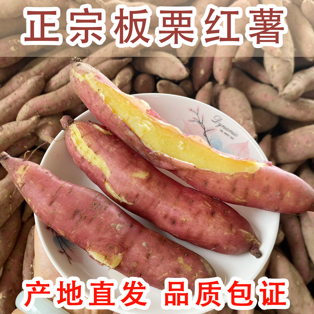 正宗陕西临潼板栗红薯新鲜现挖粉面香甜粗粮番薯地瓜产地