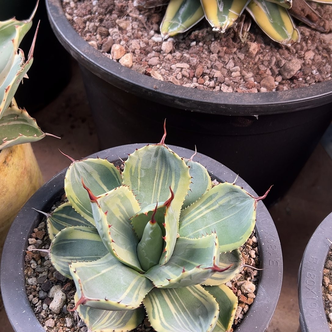 无花朵多肉植物娃娃脸龙舌兰