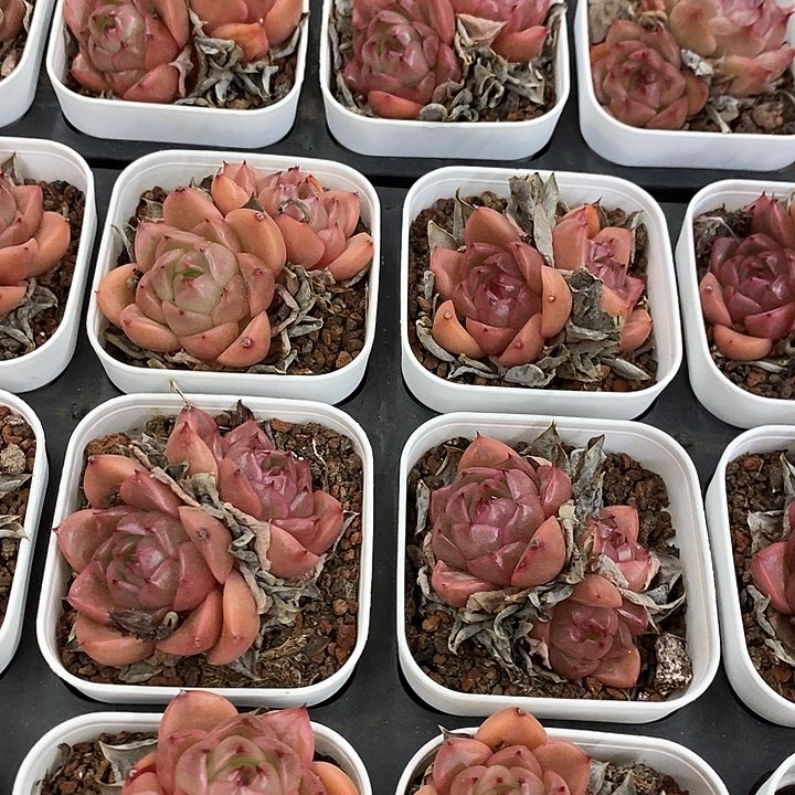 12。皮亚娜珍妮。福利多多