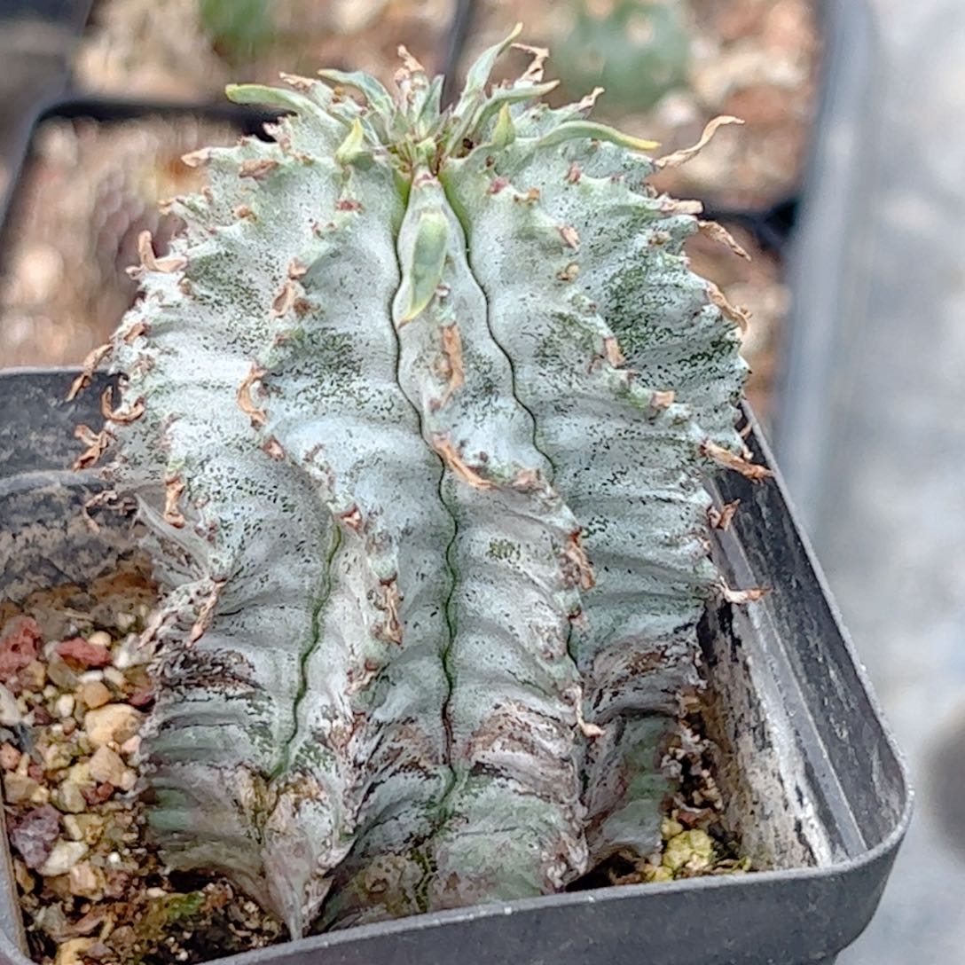 白衣魁伟玉仙人球