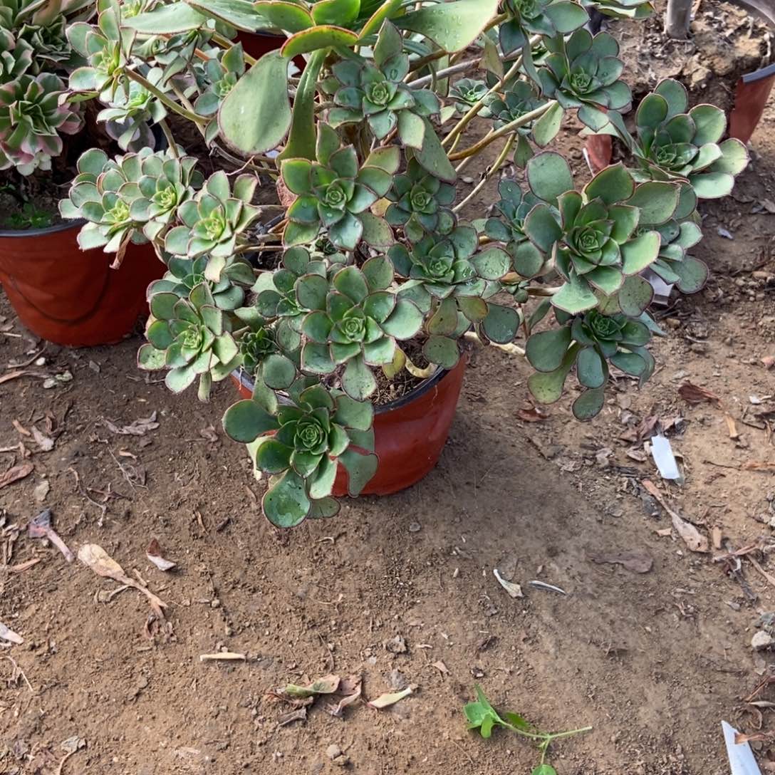 无花朵5号链接青衣法师