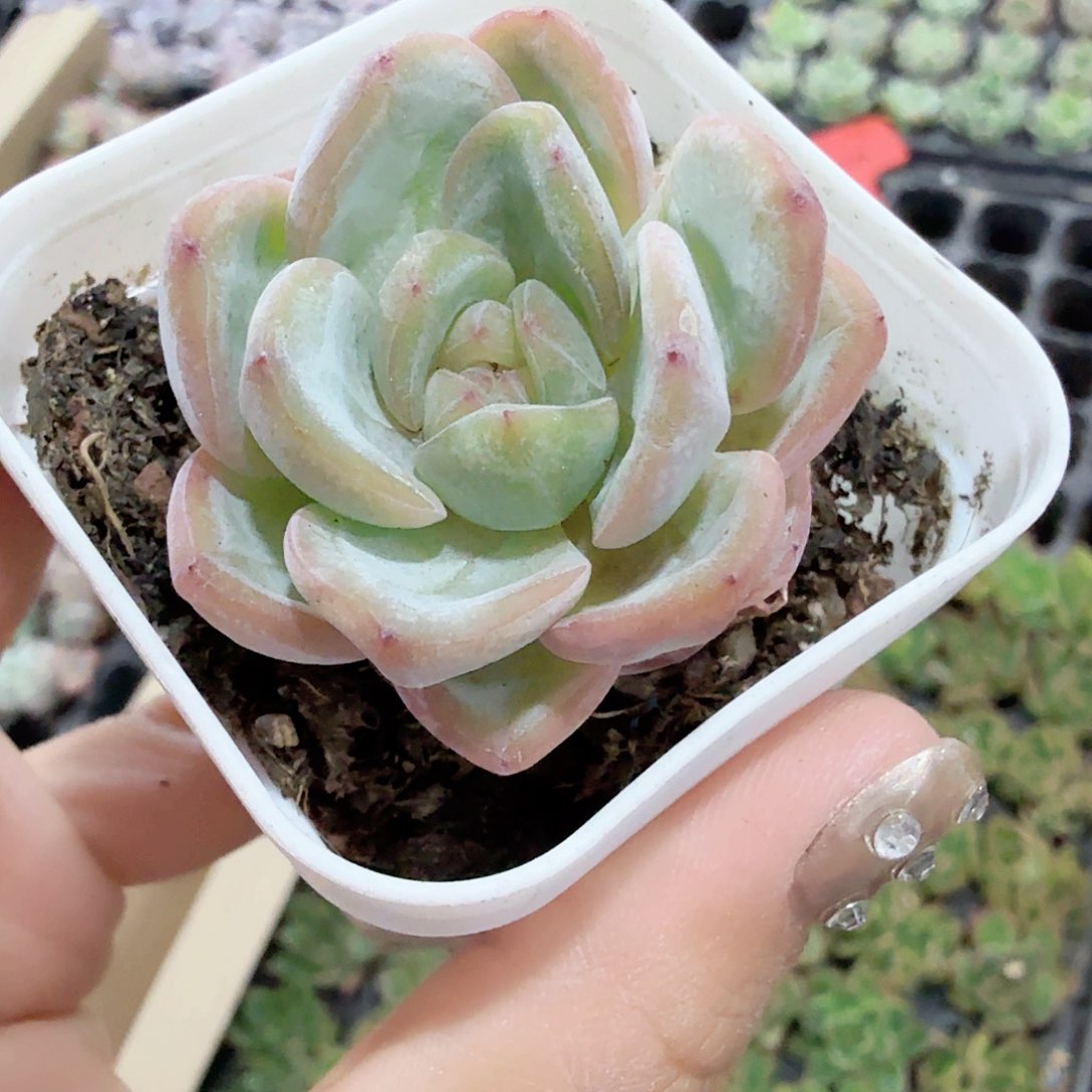 星星珍妮2盆一组