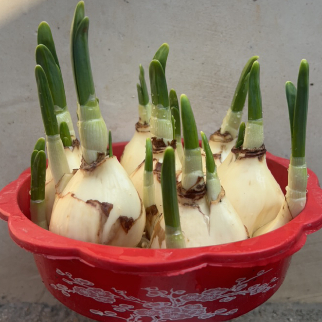 漳州水仙花水培种球矮化短叶重瓣花卉室内好养浓香型绿植盆栽冬季