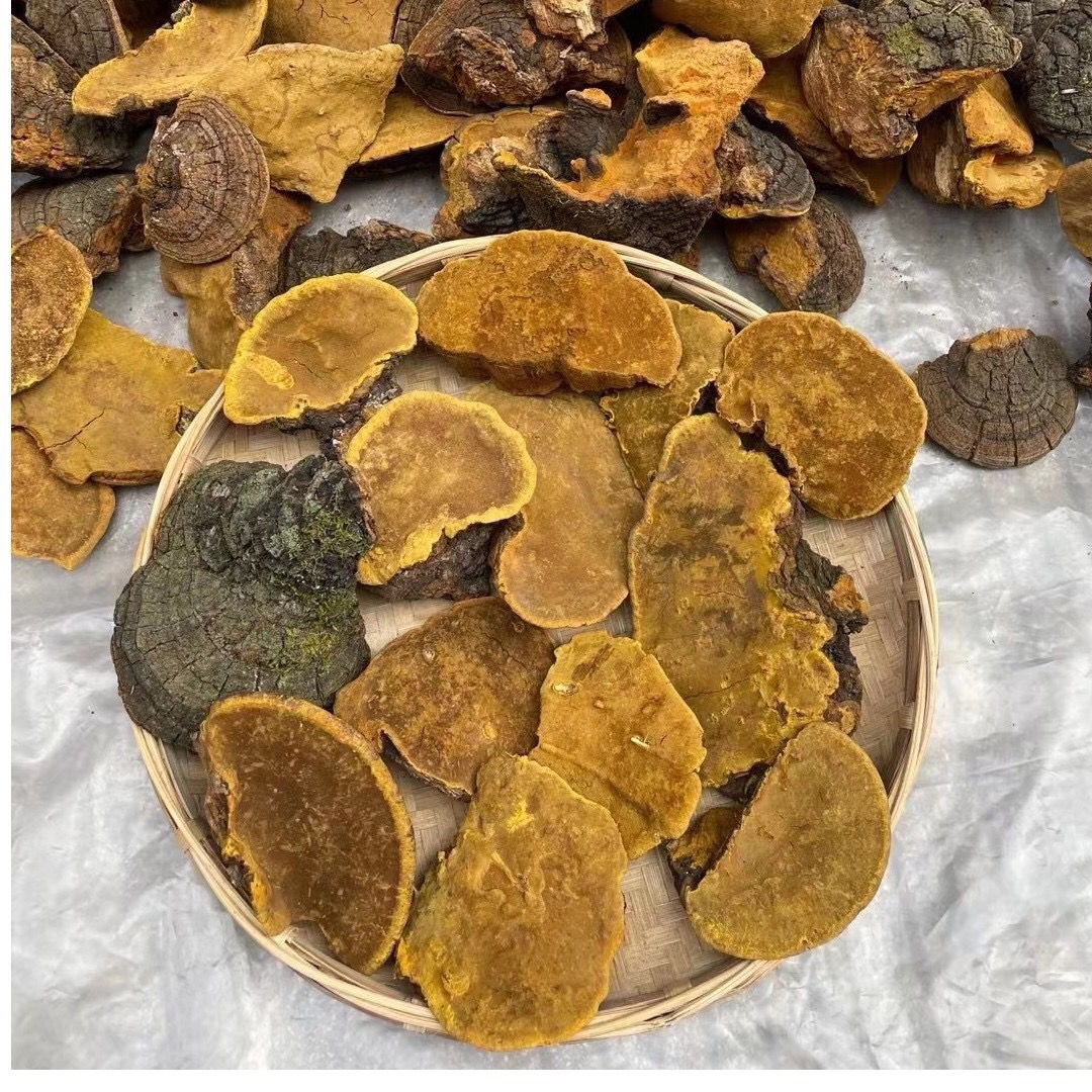 云南山货桑树桑黄滋补养生可搭配灵芝金线莲煮水泡酒