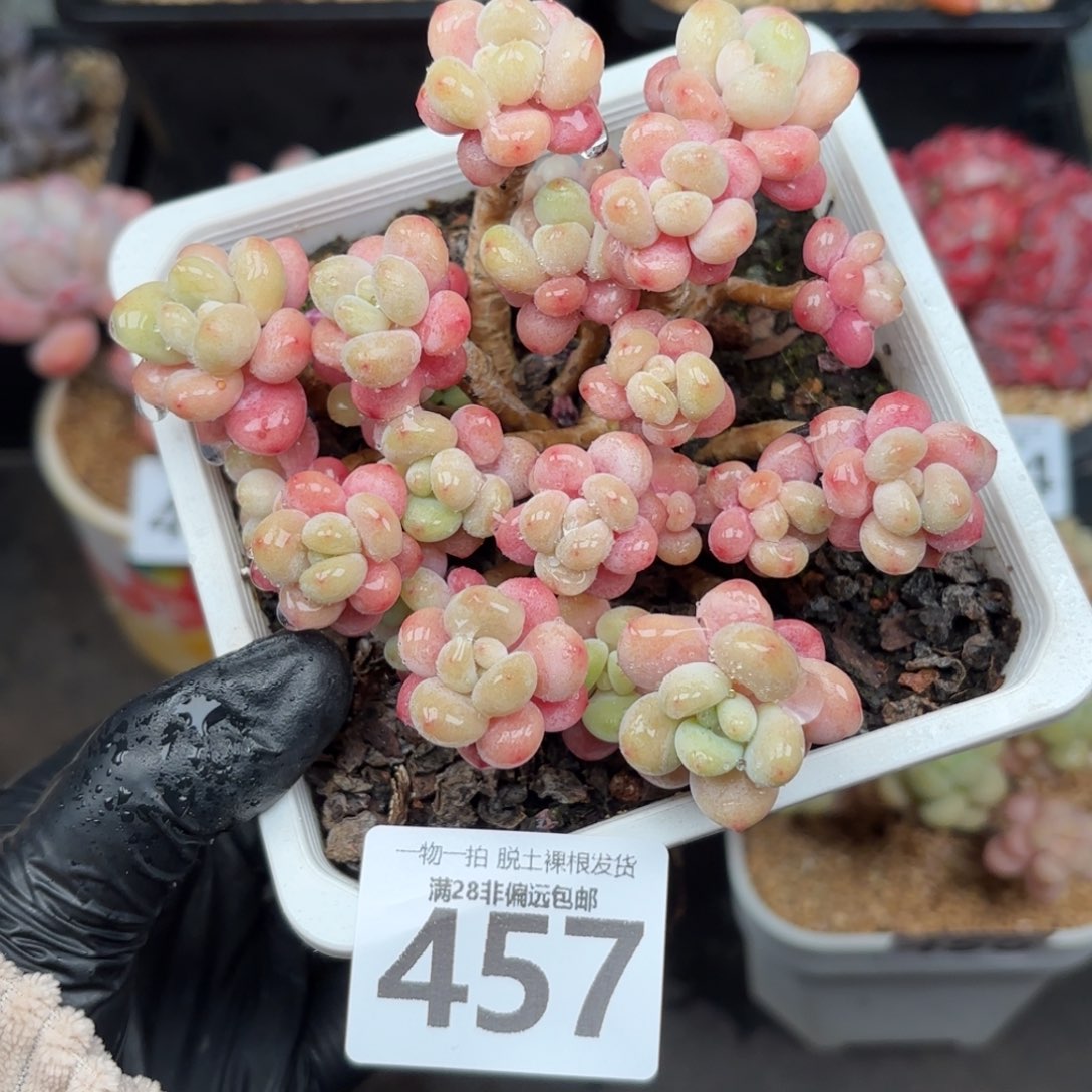 鱼子酱老桩无盆土发货