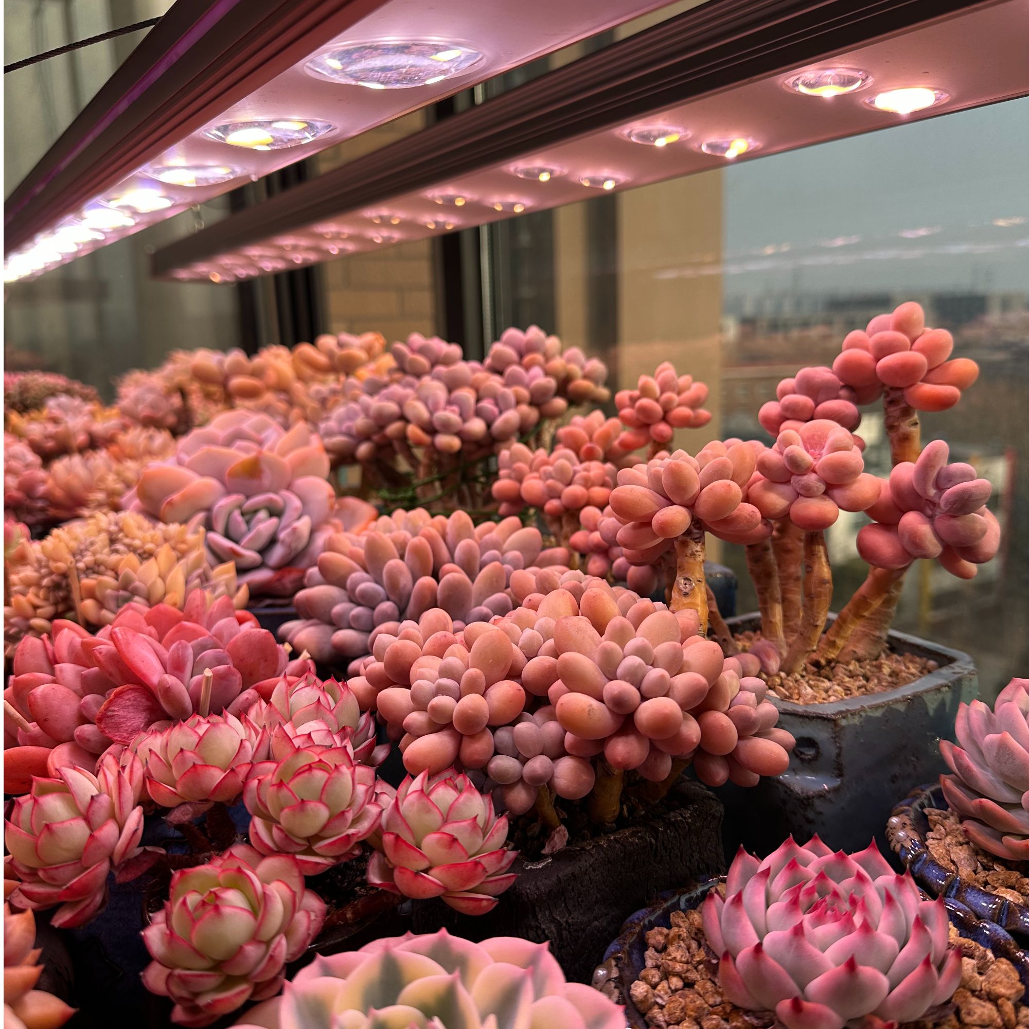 【橘梗推荐 1 珀誉多肉补光灯上色全光谱室内家用防徒长植物生长灯