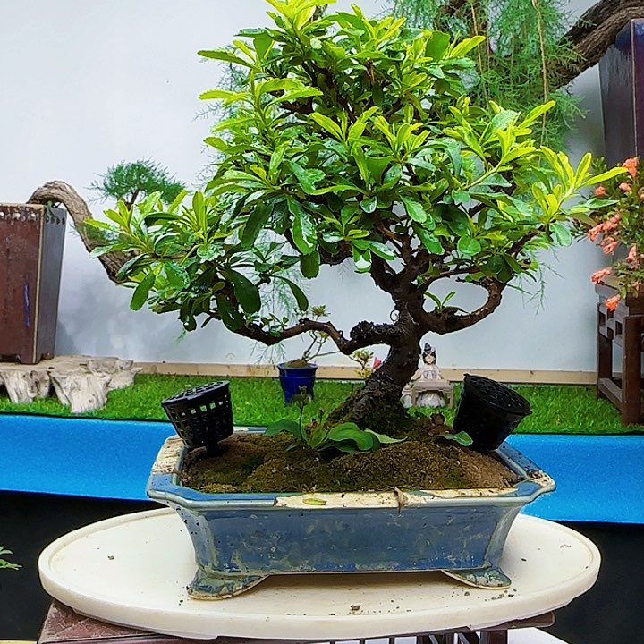 观***?火棘带盆包邮