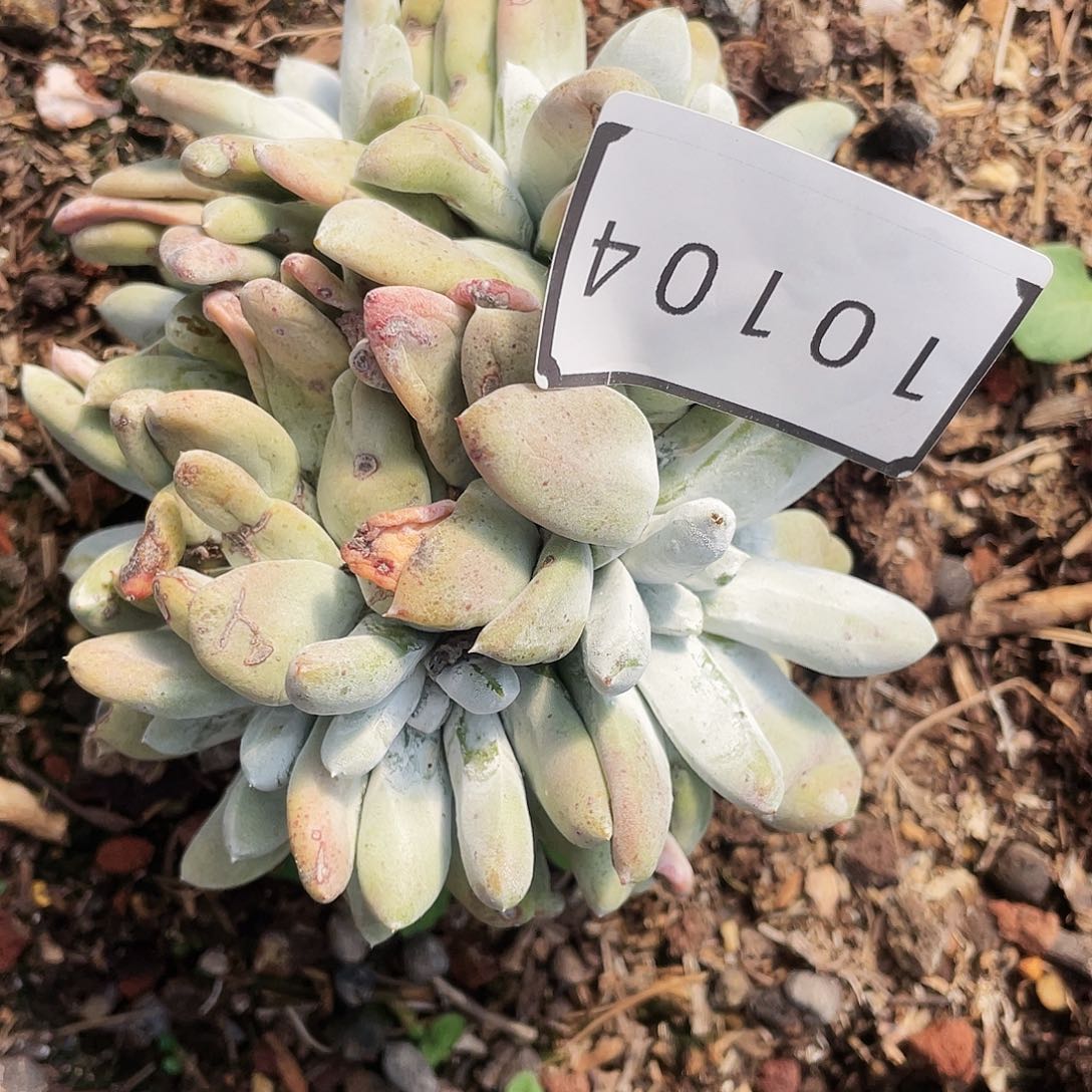 我****p瑕疵特价不售后10104