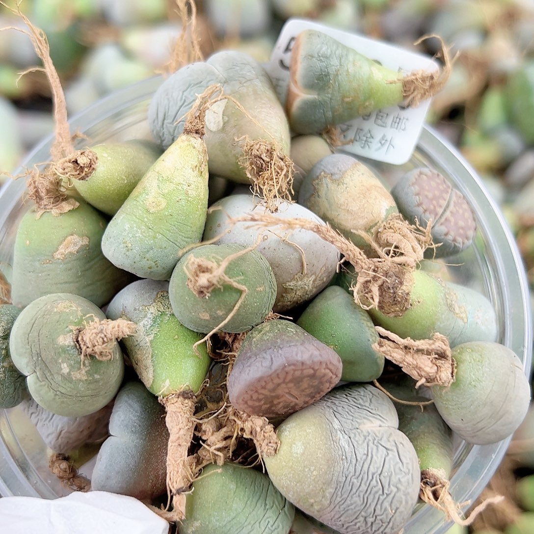 5840四年母本混合60个有大有小有老疤有腿特价处理