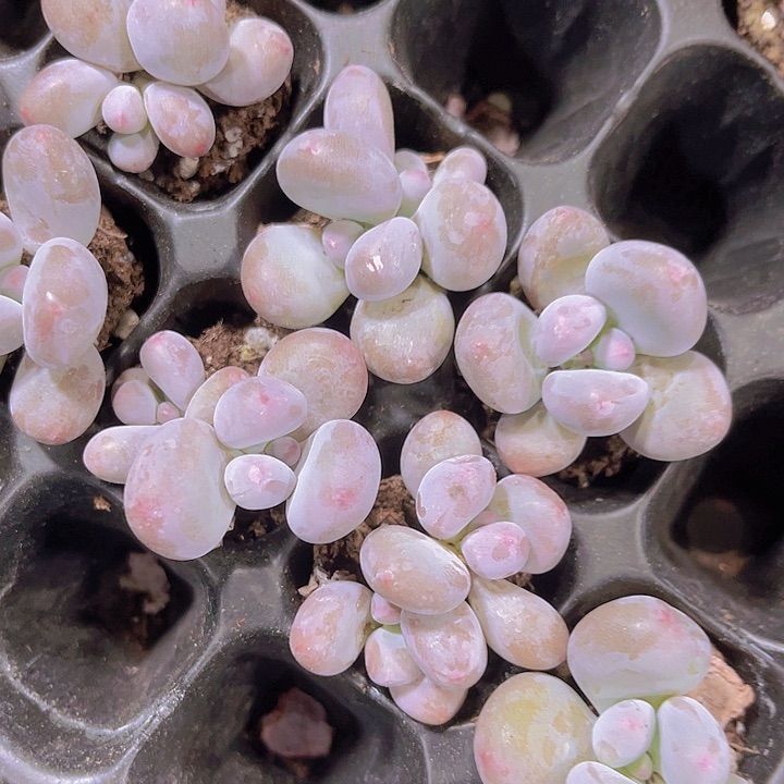 精品奶酪多肉植物