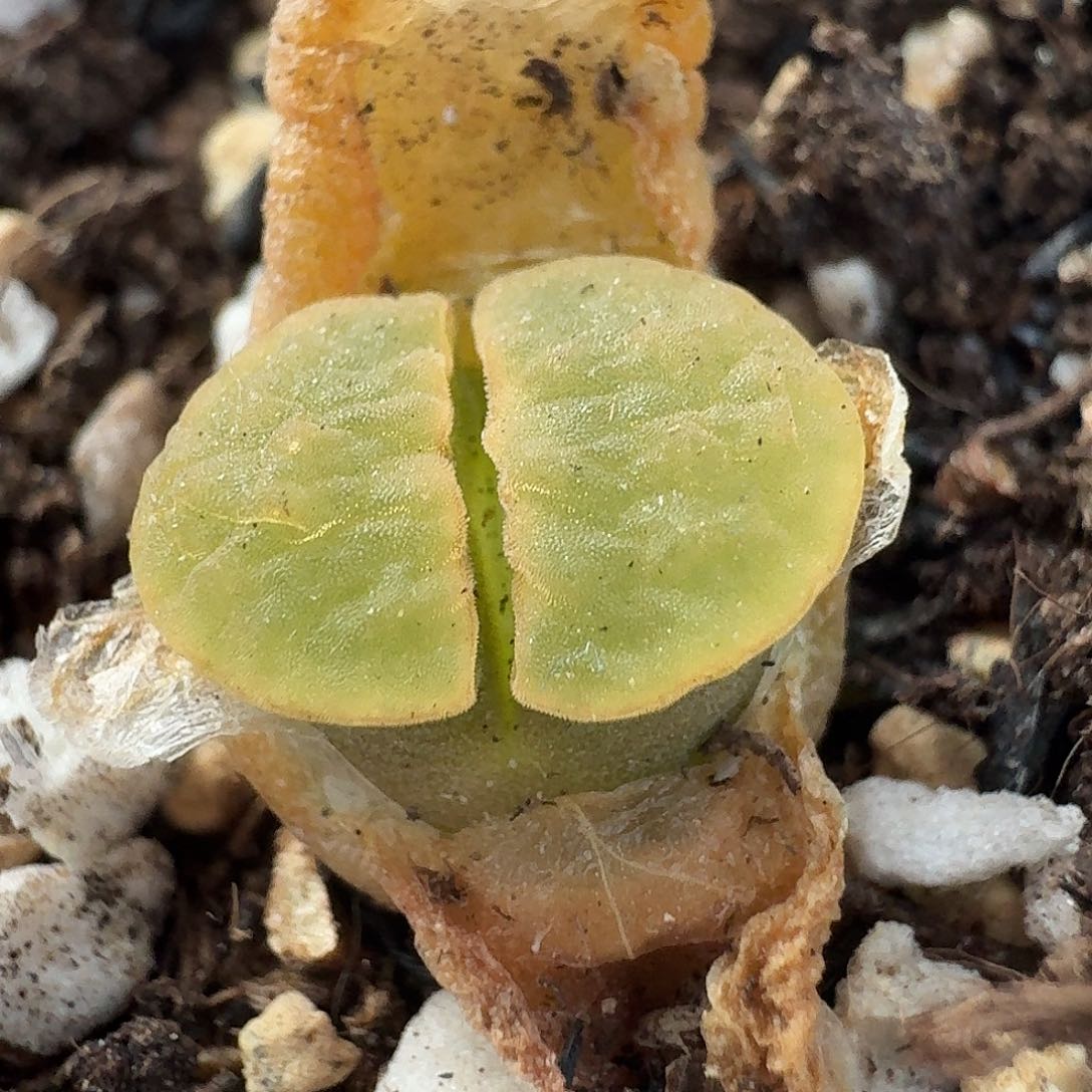 老马生石花磁铁2613