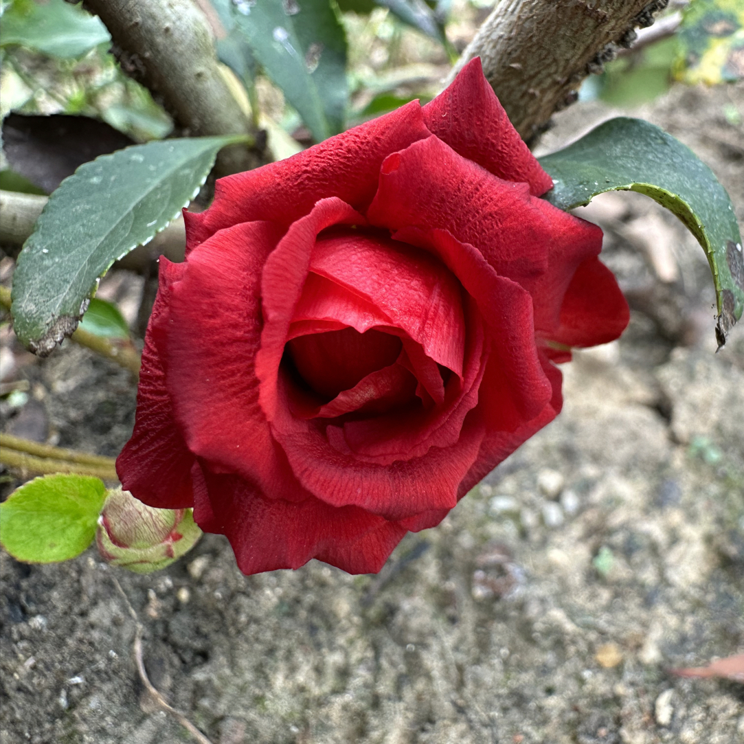 【赤八重海棠两年小桩】盆栽花卉苗木阳台花卉庭院花卉