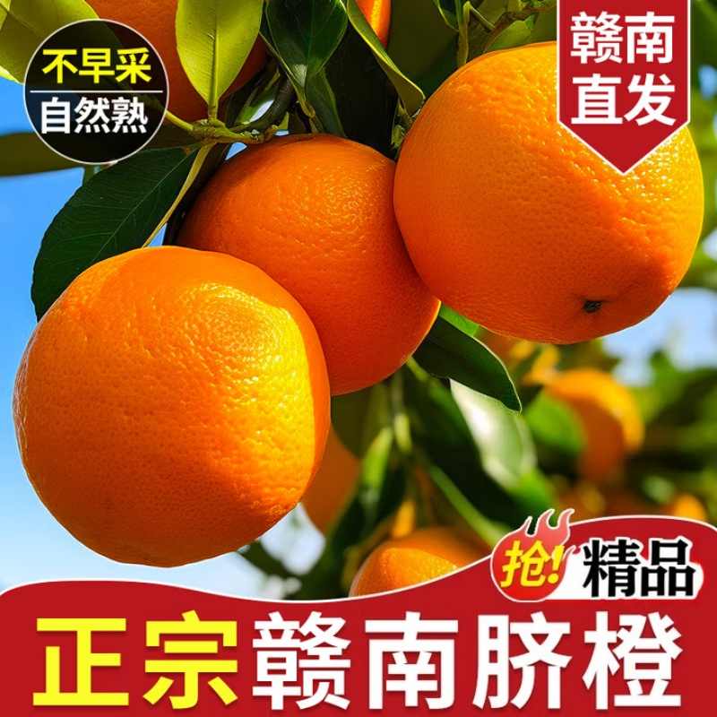 【赣州直发】正宗赣南脐橙高山甜橙子新鲜现采摘现发核心产地直发