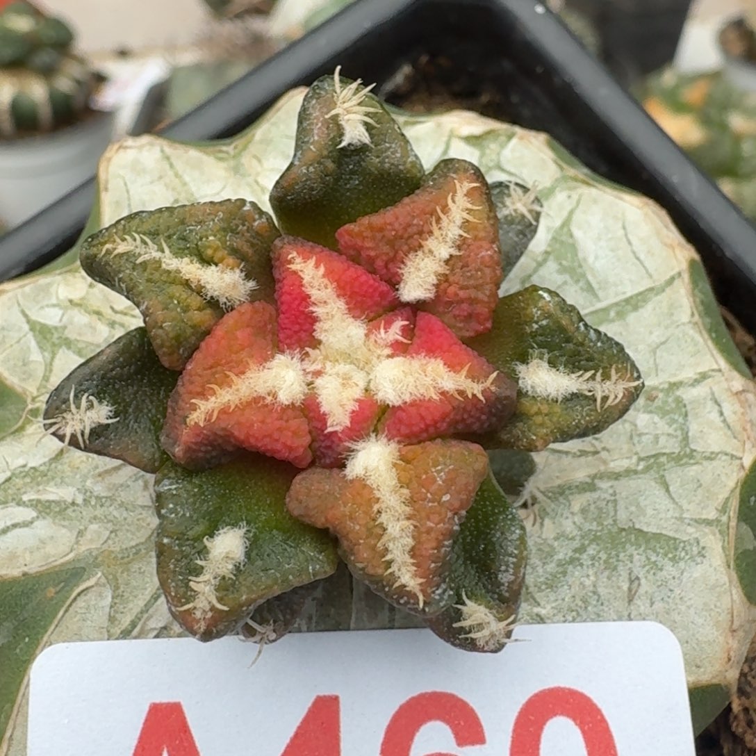 【闪购商品】姬牡丹锦460