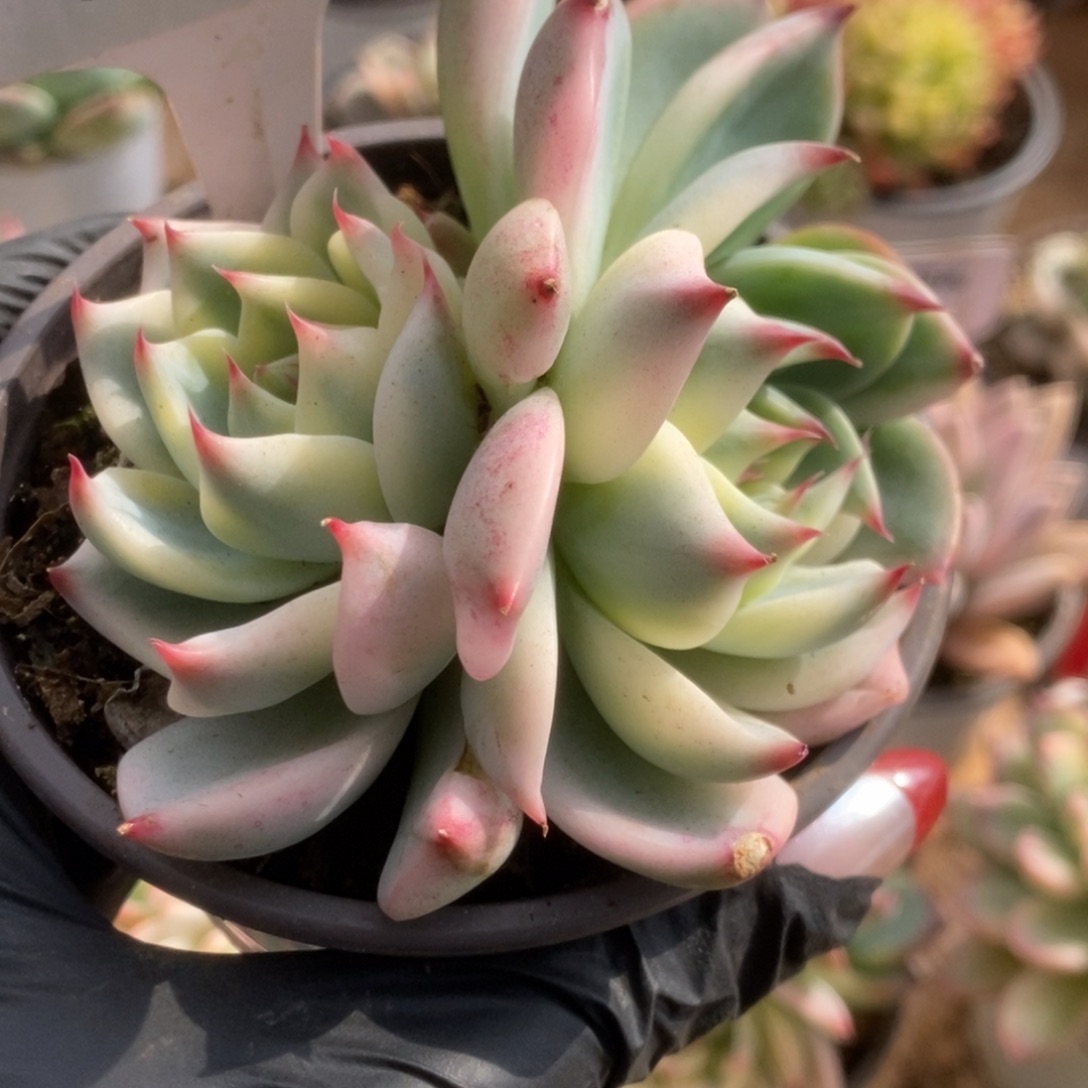 520吉娃娃锦锦锦锦锦锦
