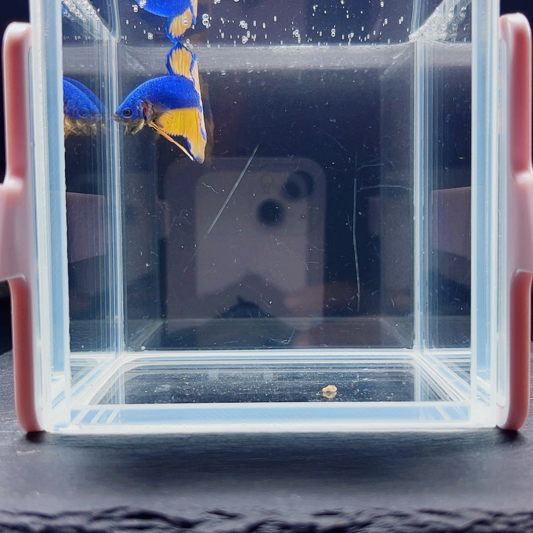 海水鱼宙斯斗鱼竞拍10-28