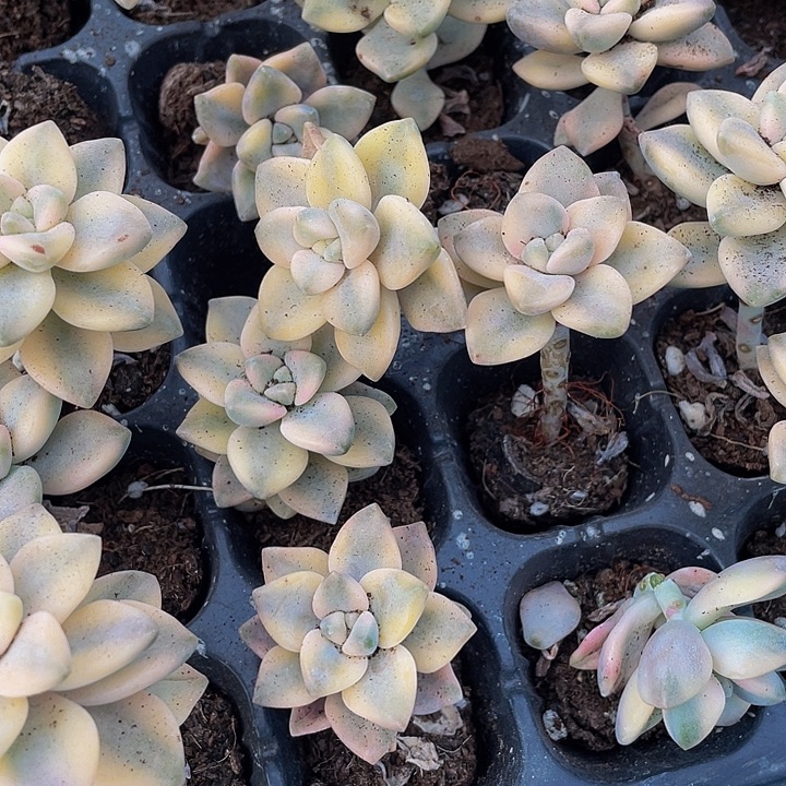 小美杏锦1元带土发货