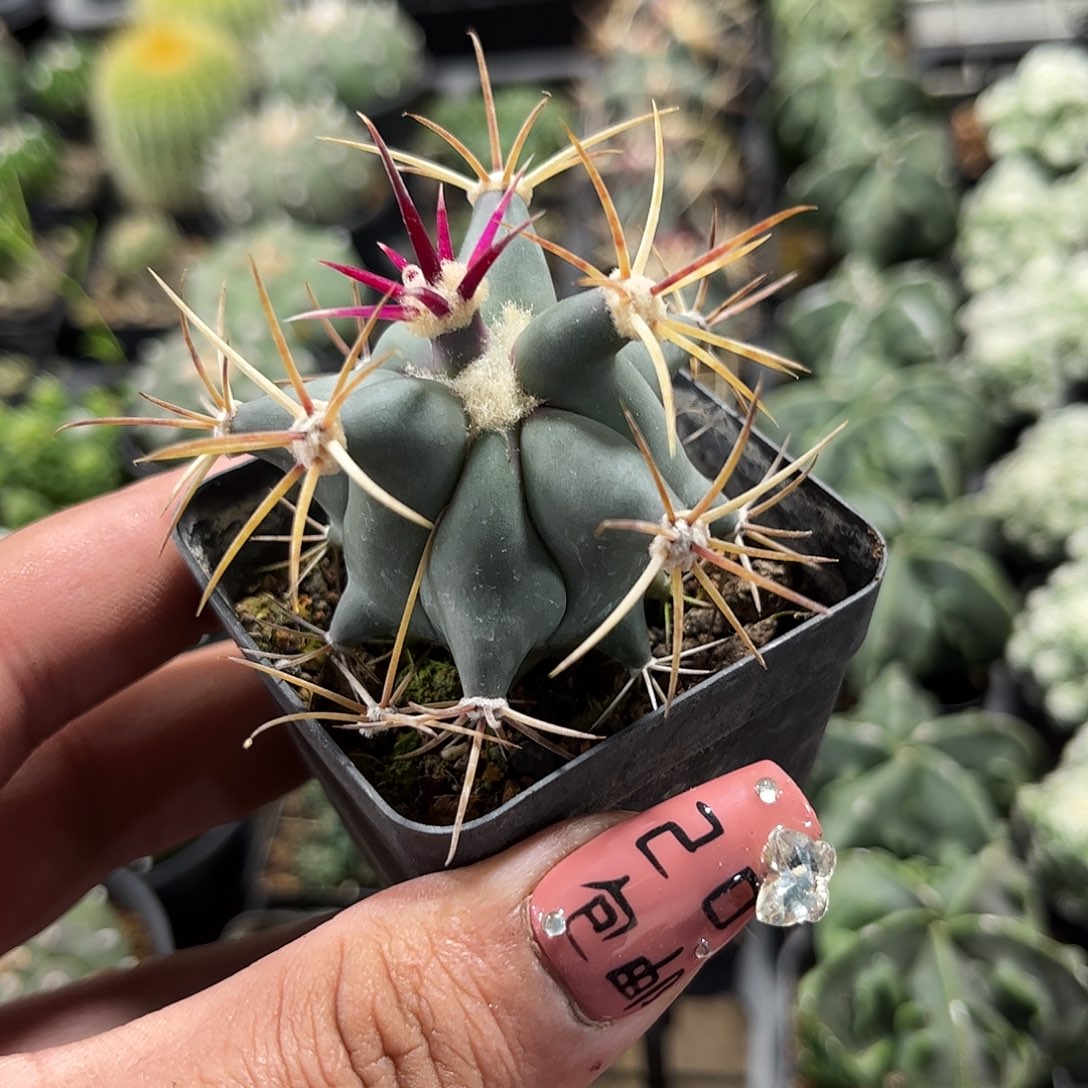 江守玉单头发货单头