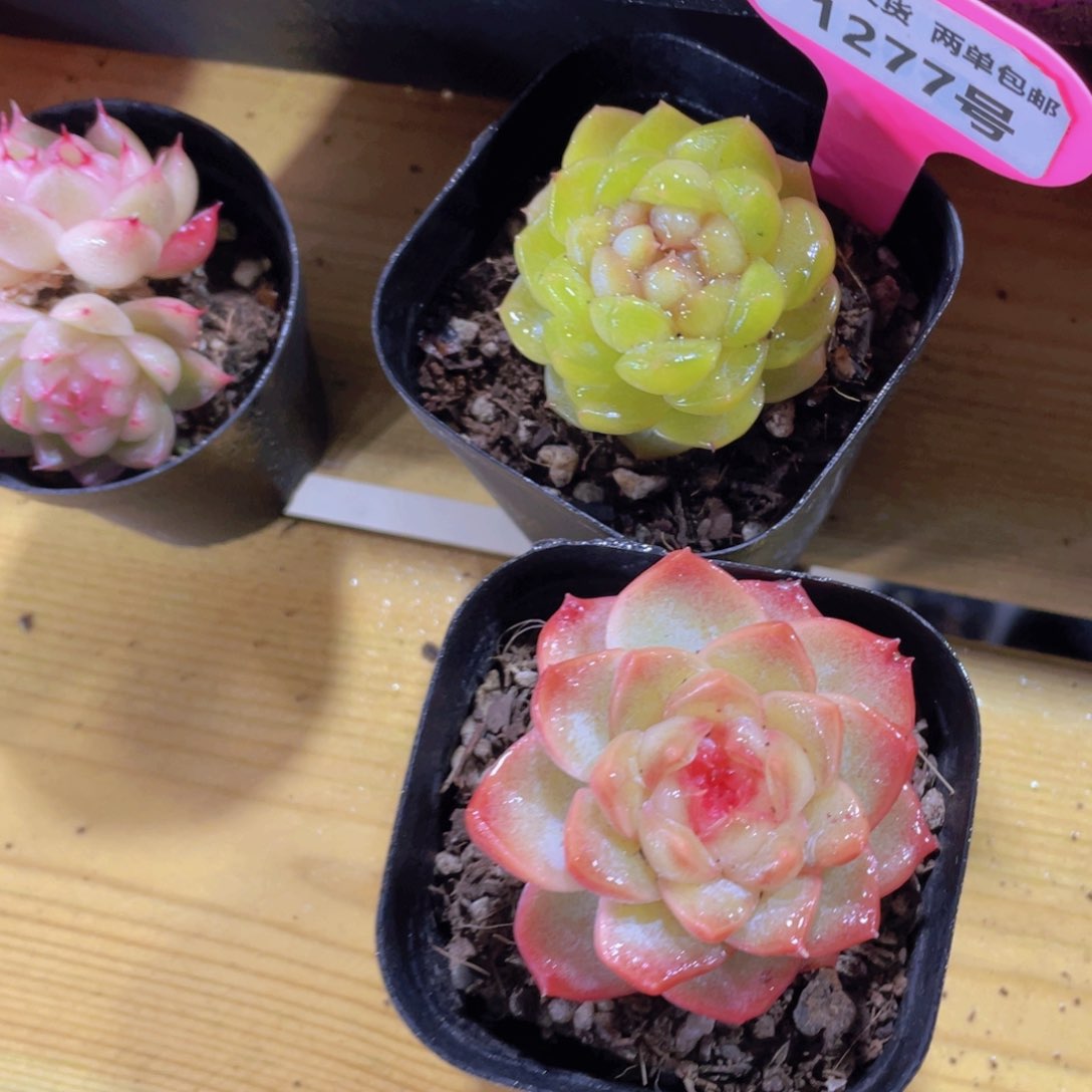 1277号 精品珍妮两颗