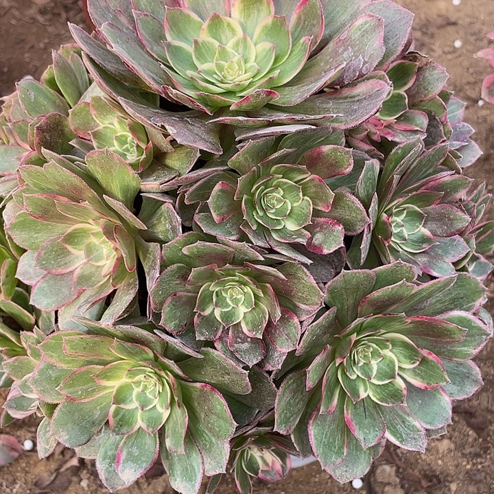 137莲花座多肉植物