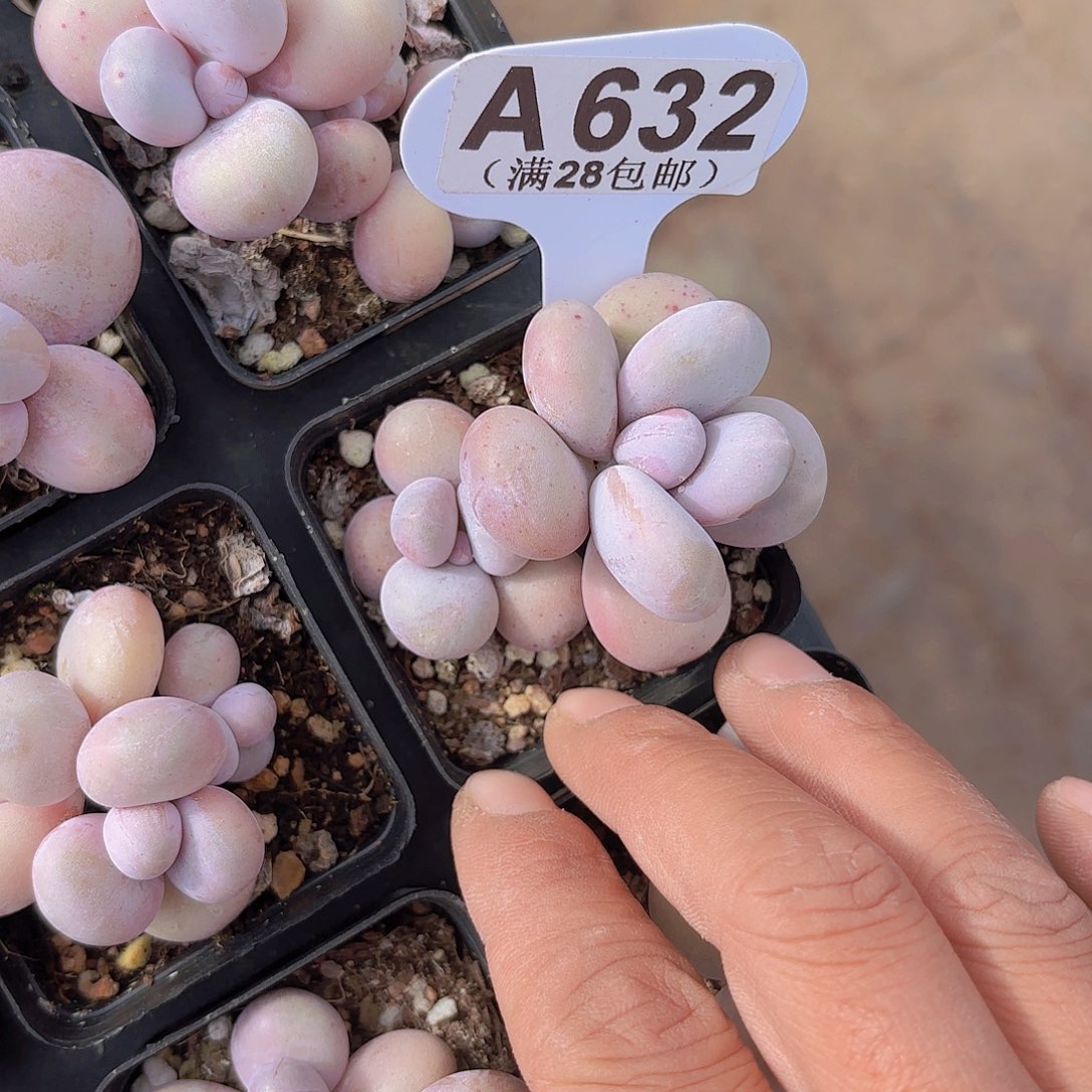 A632水光针一欧一拍