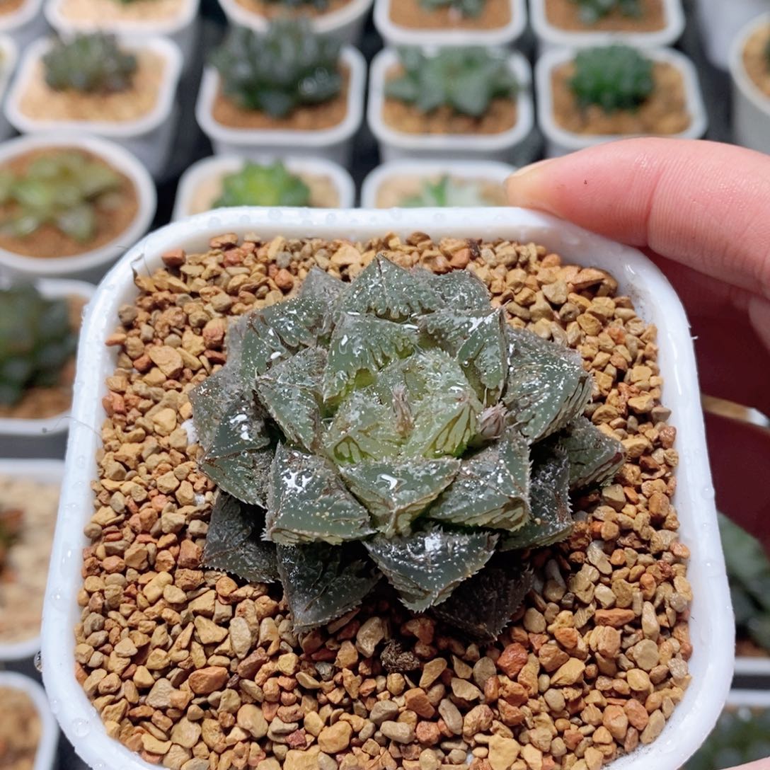 魔刺寿玉露多肉植物