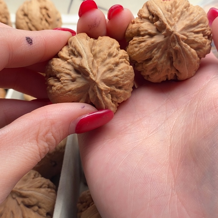 自***在霸王龙全品无修一刀没动