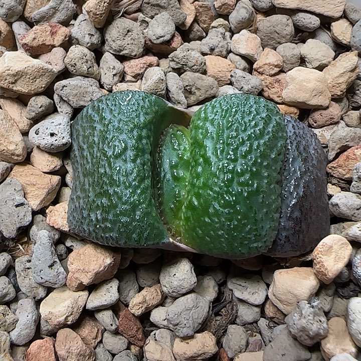 母本5叶宽特军配的侧芽亚成